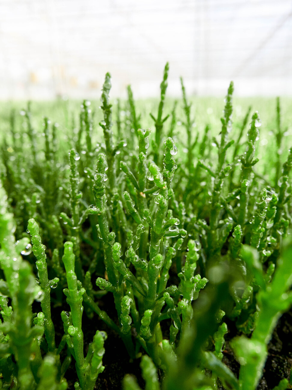 Samphire